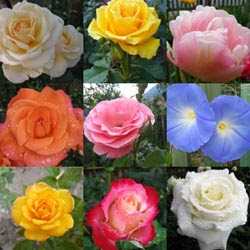 The quilt of the favorite flowers/ Quiltul florilor favorite